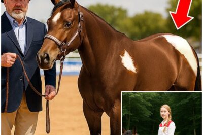 Daughter Vanished With Her Horse in the Woods, 8 Years Later at a Contest Mom Sees…