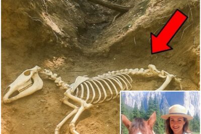Ranger Vanished in Yosemite in 2003 — 5 Years Later Her Horse’s Remains Are Found…